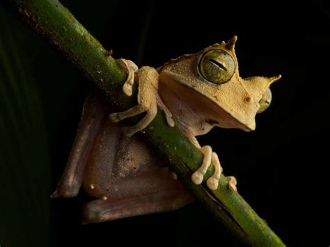 The Surprise Reappearance Of A Rare Frog Has Scientists