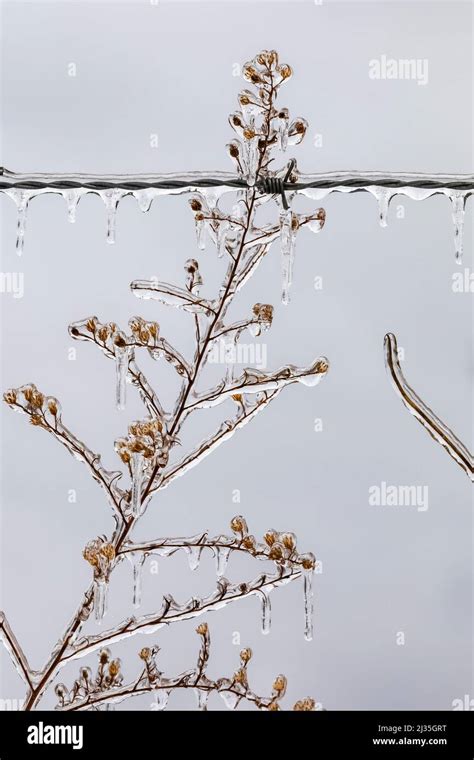 Roadside Plant And Barbed Wire Dripping Icicles After A Freezing Rain