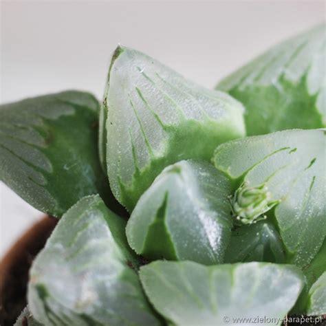 Haworthia Pygmaea Mutant Ice City Zielony Parapet