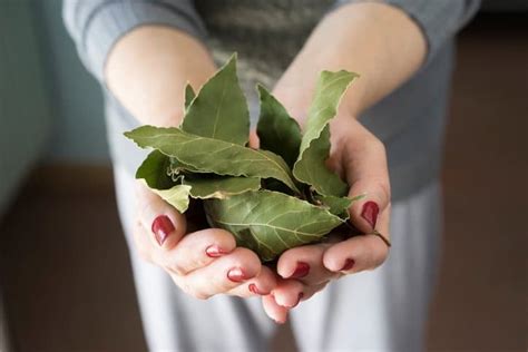 Les Bienfaits Insoup Onn S Des Feuilles De Laurier Pour La Sant