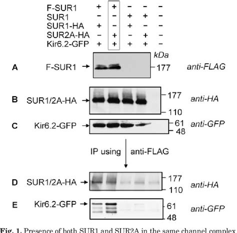 Figure From Coassembly Of Different Sulfonylurea Receptor Subtypes