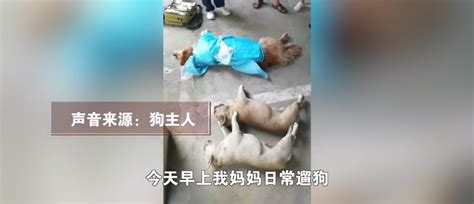 贵州一小区内8只狗遛弯后死亡！疑似吃遭投毒的鸭骨头后中毒死亡，多位狗主人情绪崩溃，警方：正在调查 知乎