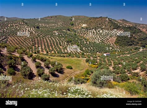 Olive Grove Priego De Cordoba Cordoba Province Region Of Andalusia