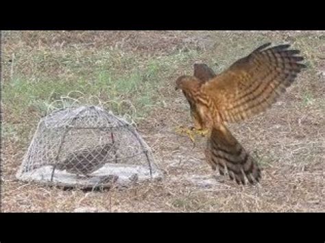 How To Make A Trap For Bird Trapping A Bird Simple Trap For Bird Easy