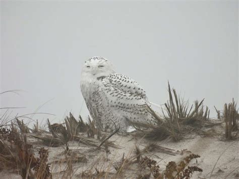 11 Owls In Wisconsin Birdwatching Central