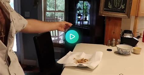 Eating Cicadas Album On Imgur