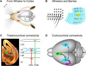 The Functional Organization Of The Barrel Cortex Neuron