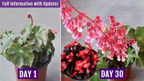 Best Way To Grow And Care For Begonia Plant [a Z Details With Updates] Youtube