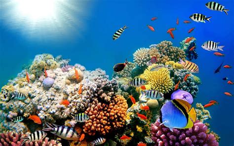 Coral World Water Sea Beautiful Underwater Ocean Reef Arrecife Fondo