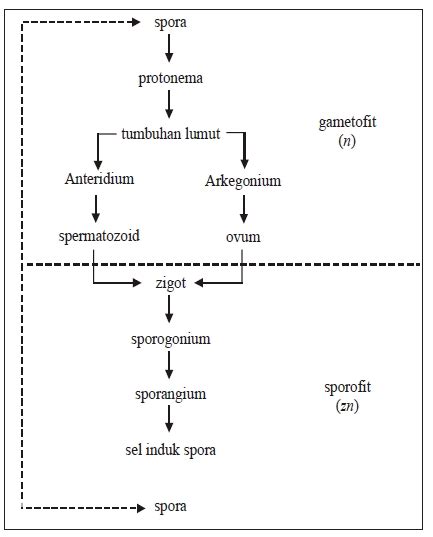 Metagenesis Tumbuhan Paku Dan Lumut Materi Dan Soal Biologi