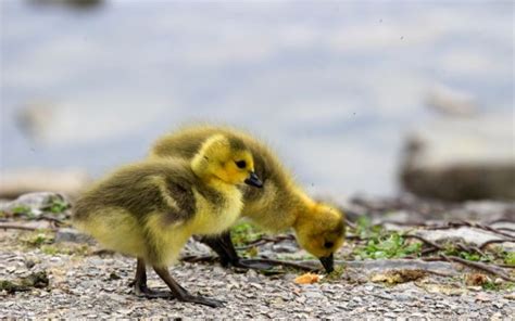 Breeding Toulouse Geese The Ultimate Guide For Beginners Learnpoultry