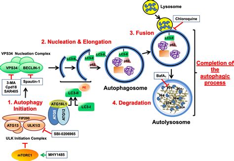 Frontiers Cell Death Triggered By The Autophagy Inhibitory Drug 3