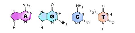 34 Nucleic Acids The Evolution And Biology Of Sex