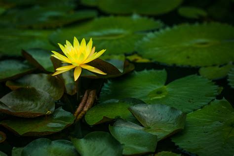 Free Images Nature Leaf Flower Petal Pond Green Botany Sacred