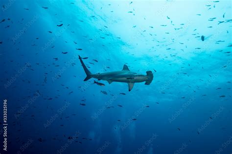 Hammerhead shark in the blue Stock Photo | Adobe Stock