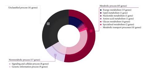 Doughnut Chart Illustrates Different Functional Categories Of A Oryzae