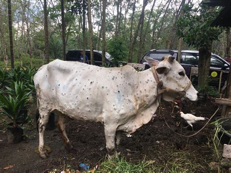 Sapi Di Depok Diserang Penyakit Lato Lato Begini Upaya Yang Dilakukan