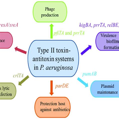 Pdf Type Ii Toxinantitoxin Systems In Pseudomonas Aeruginosa