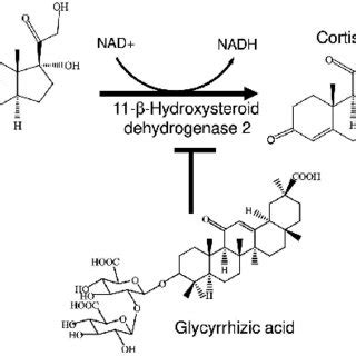 Glycyrrhizin mechanism. | Download Scientific Diagram