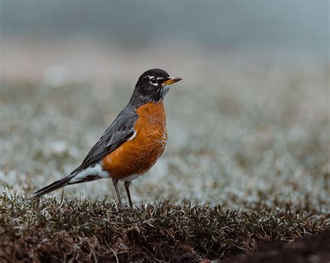 facts  american robin factinformer