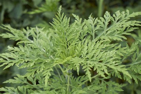 Ambrosia Pflanze Erkennen Und Bek Mpfen Tipps Gegen Das Allergie Unkraut