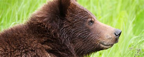 Grizzly Bear Head Side View