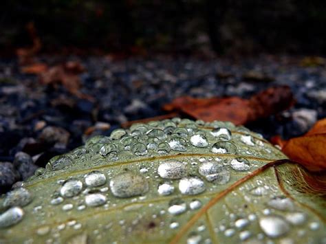 Drop Rain Leaf Nature Picture Beautiful Pikist