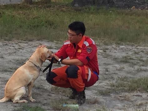 搜救犬大晉級 台中市鐵雄、腿腿再獲iro國際認證 生活 Newtalk新聞