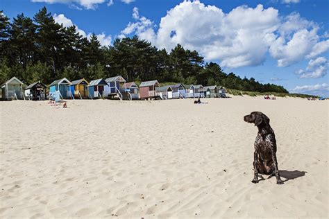 Which Beaches Allow Dogs
