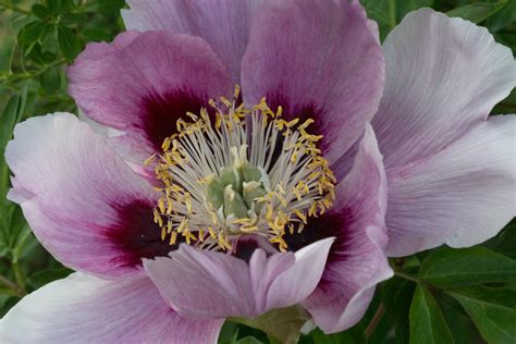 Tr Dpion Paeonia Rockii Rocks Tree Peony Therese K Rrman Flickr