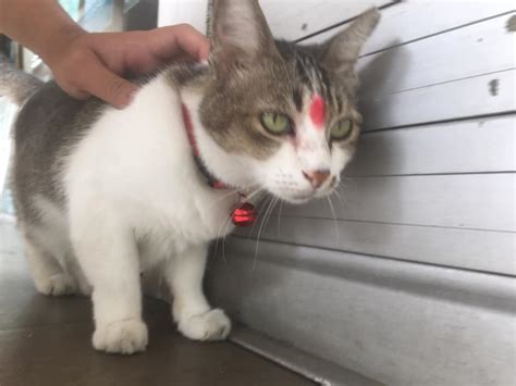 Cat In Yishun With Red Bindi On Forehead Hailed As Hindu Cat By Cat Lovers Around The World