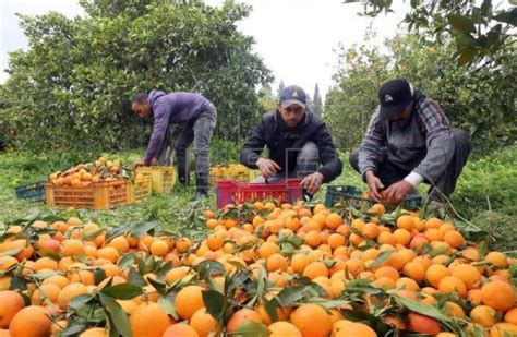 Per Fue El Vig Simo Productor De Naranja A Nivel Mundial En