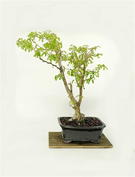 Campeche Bonsai Tree Social Status Collection From Live Bonsai Tree Etsy