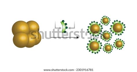 Fat Molecule Lipid Droplets Lipid Digestion Stock Vector Royalty Free 2301916781 Shutterstock