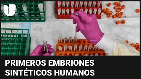 Cient Ficos Afirman Que Crearon Los Primeros Modelos De Embriones