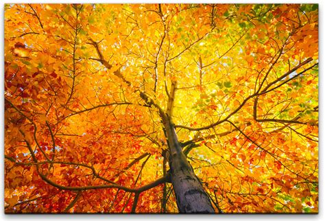 Baum mit bunten Blättern Wandbild in verschiedenen Größen Möbel Direkt