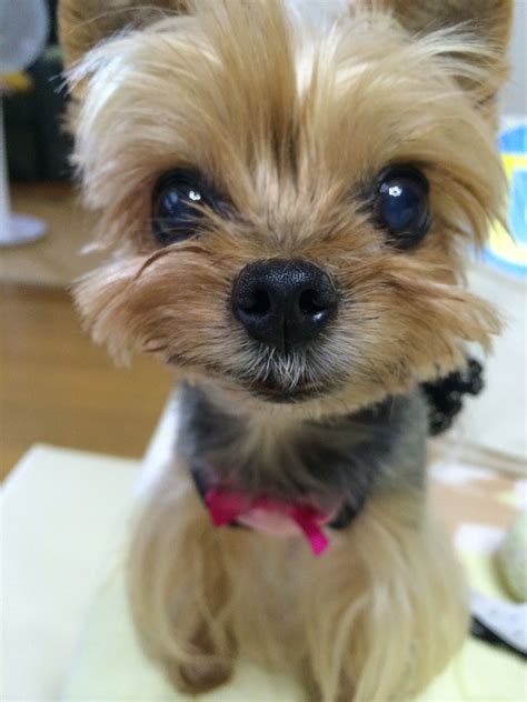 Ugly Yorkshire Terrier