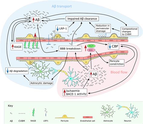 Vascular dysfunction and Aβ homeostasis Aβ transport Depletion of