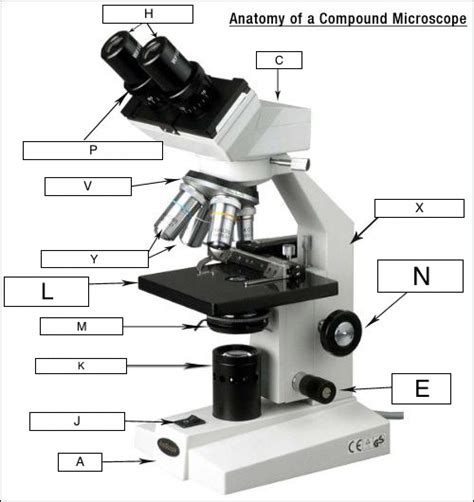 Compound Microscope 2 Diagram Quizlet