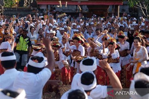 Warga Syukuri Hasil Pertanian Dengan Tradisi Perang Ketupat ANTARA News