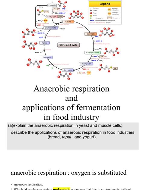 Lesson 5 Anaerobic Respiration And Fermentation Pdf Cellular