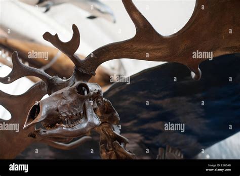 Carnivores Ice Age Megaloceros