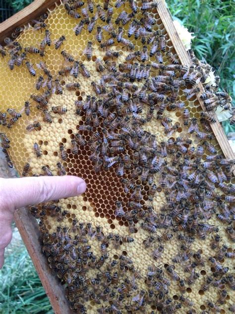 Fleißiges Bienchen BienenKoenigin Biene Bienen Bienenvolk