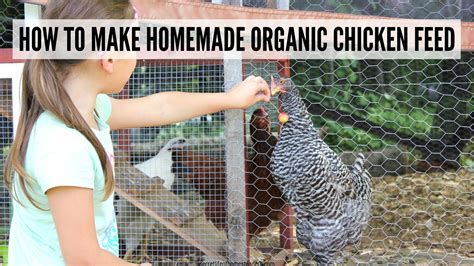 How To Make Homemade Organic Chicken Feed Secret Life Of Homesteaders