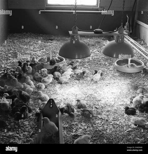 Chicks Farm Uk Black And White Stock Photos And Images Alamy