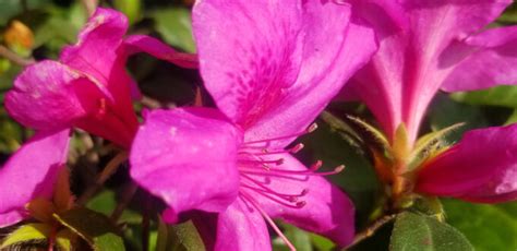 Celebrating The Exceptional Azalea Season This Year Canterbury Farms