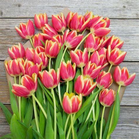 Red and Yellow Striped Tulip Bouquet - The Bouqs Co.