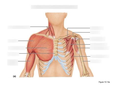 Muscles Of The Anterior Trunk Shoulder And Arm Diagram Quizlet