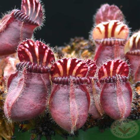 Cephalotus