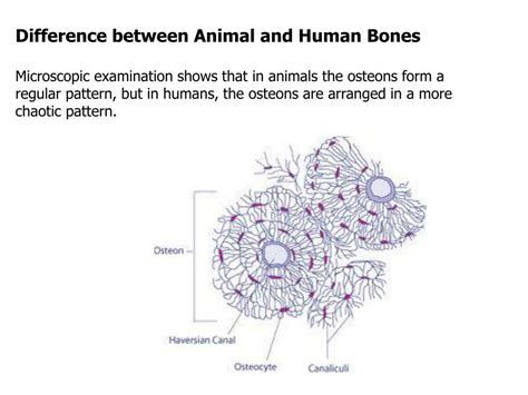 Ppt Ch 14 Human Remains Powerpoint Presentation Free Download Id 4110704